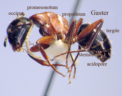 Ant side view