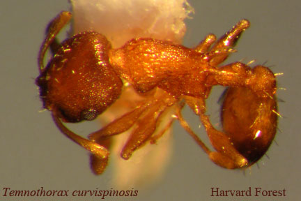 Temnothorax curvispinosus