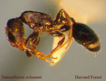 Temnothorax schaumii