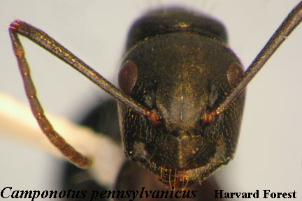 Camponotus pennsylvanicus