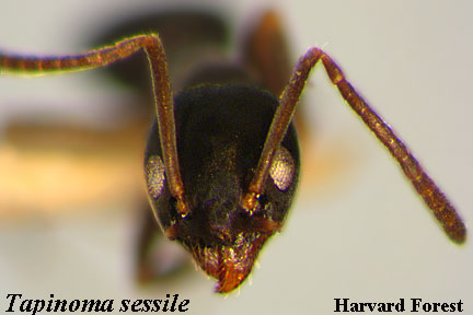 Tapinoma sessile