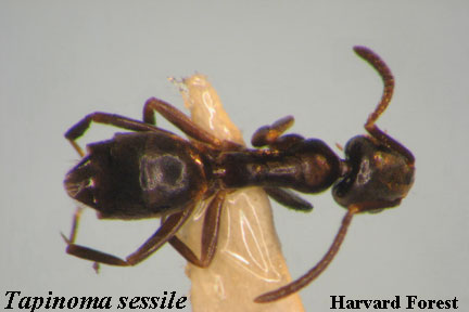 Tapinoma sessile