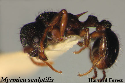 Myrmica sculptilis