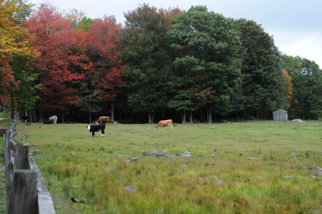 [The cows seem to like the view too.]