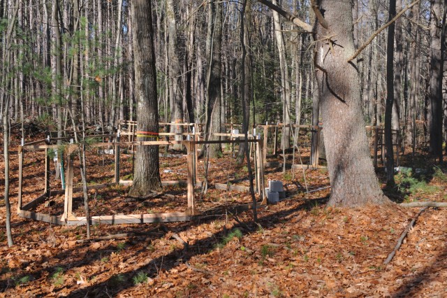 [November 12 - All chambers are laid out in blocks to account for small-scale site variation. Here is one of the blocks of ant chambers, located on the north side of the access road.]