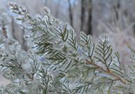 Arborvitae in ice