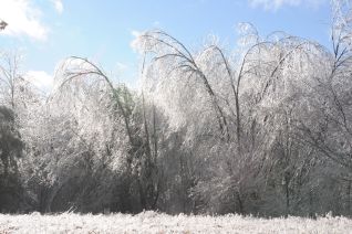 Maples in ice