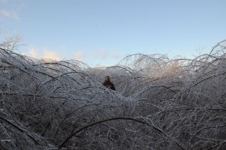 Aaron in ice