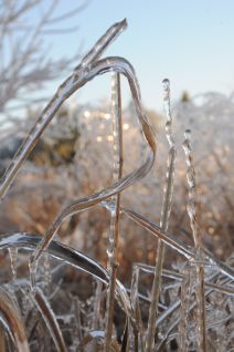 Curlycue grass in ice