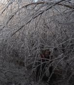 Elizabeth in ice