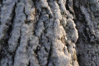 Oak bark ice storm