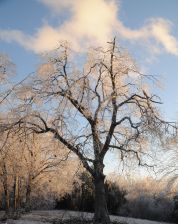 Oak after ice storm