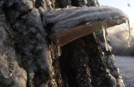 Shelf fungus in ice