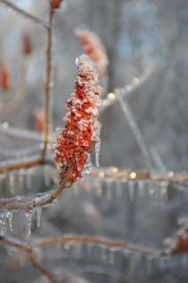 Sumac in ice