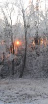 Sunset through icy trees