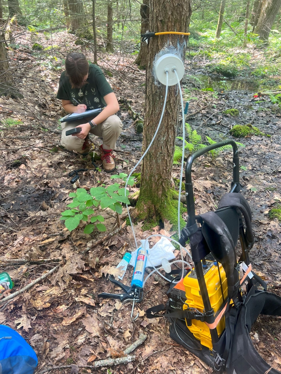 Hannah Burrows (Harvard '26) measures methane at Harvard Forest