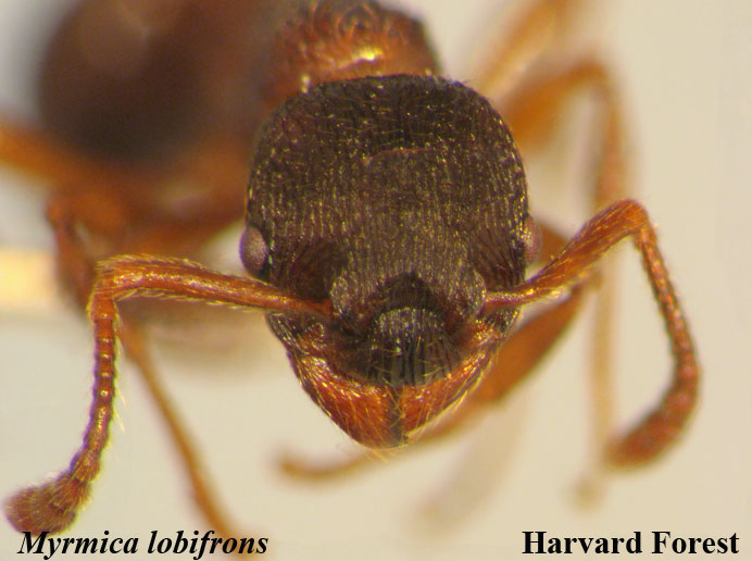 Myrmica lobifrons