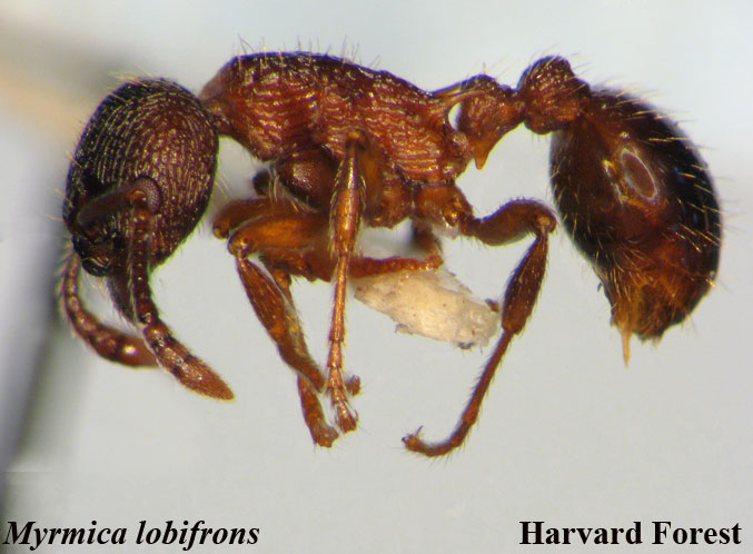 Myrmica lobifrons