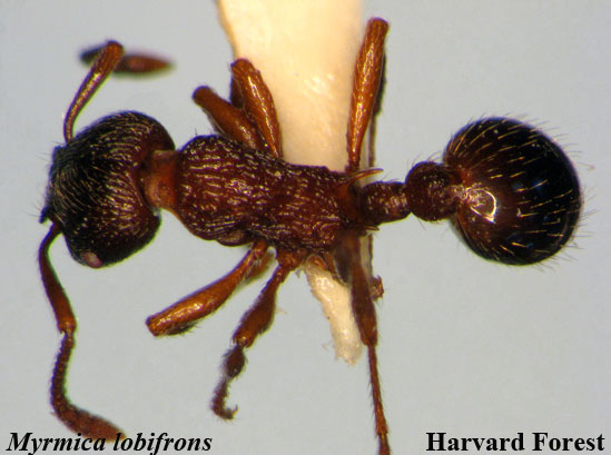 Myrmica lobifrons