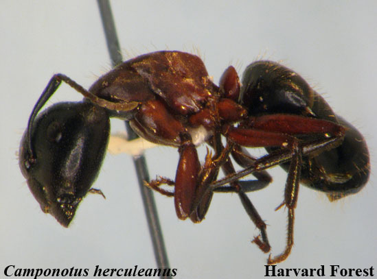 Camponotus herculeanus