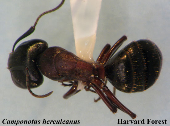 Camponotus herculeanus