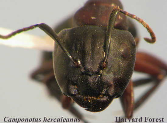 Camponotus herculeanus