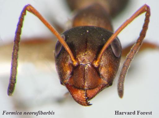 Formica neorufibarbis