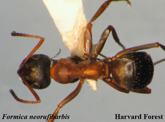 Formica neorufibarbis