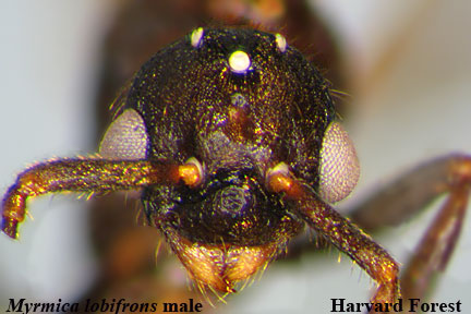 Myrmica lobifrons