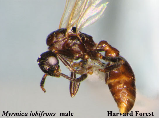 Myrmica lobifrons