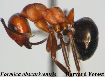 Formica obscuriventris﻿