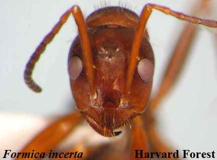 Formica (Neoformica) incerta