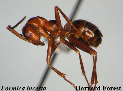 Formica (Neoformica) incerta