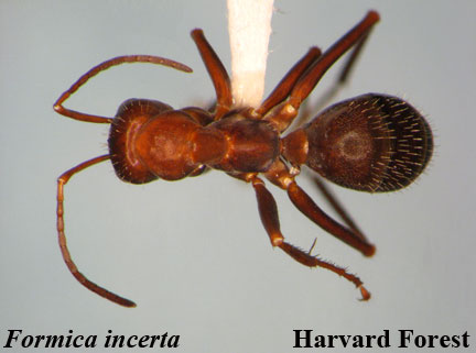 Formica (Neoformica) incerta