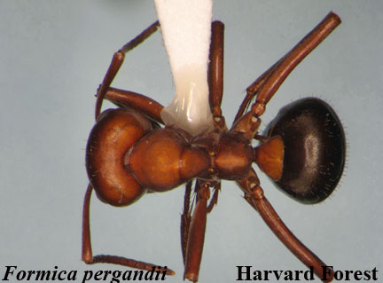 Formica pergandii