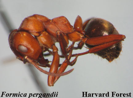 Formica pergandii