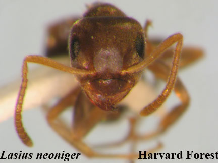 Lasius neoniger