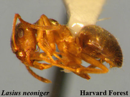 Lasius neoniger