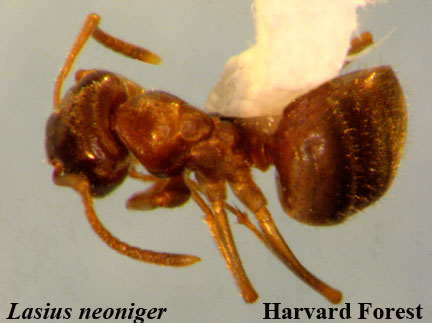 Lasius neoniger