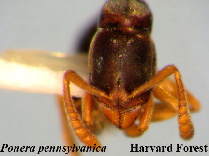 Ponera pennsylvanica