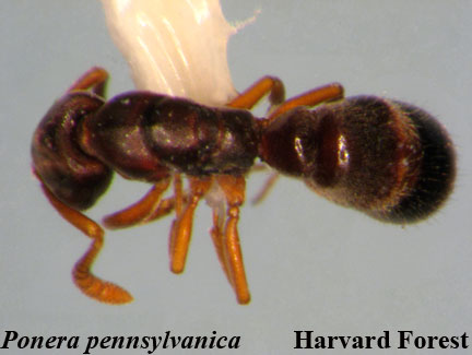 Ponera pennsylvanica