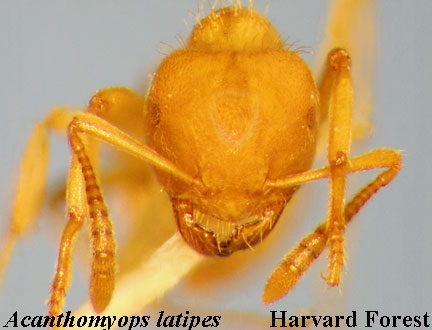 Acathomyops latipes