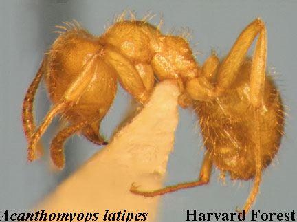 Acathomyops latipes