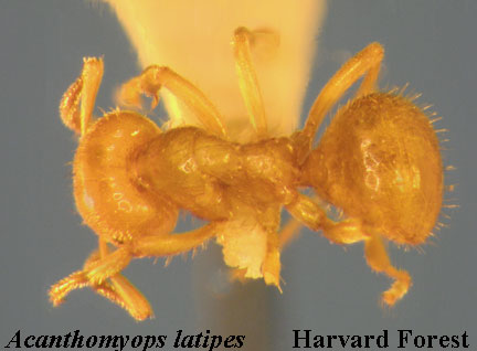 Acathomyops latipes