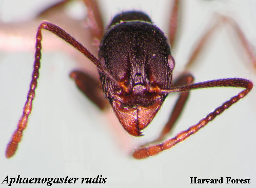 Aphenogaster rudis