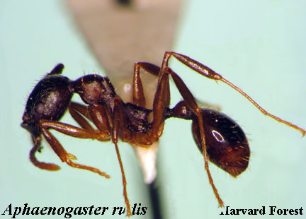 [Aphaenogaster rudis]