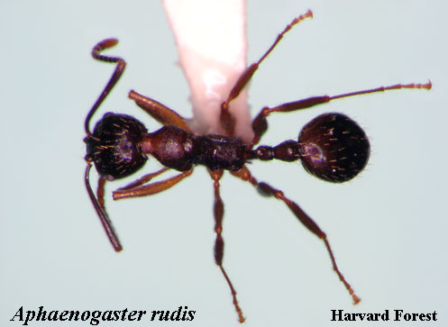 Aphenogaster rudis