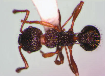 Myrmica detritinodis