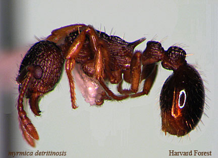 Myrmica detritinodis