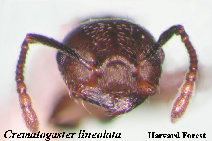 Crematogaster lineolata